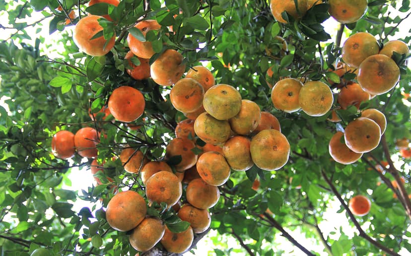 Community harvest