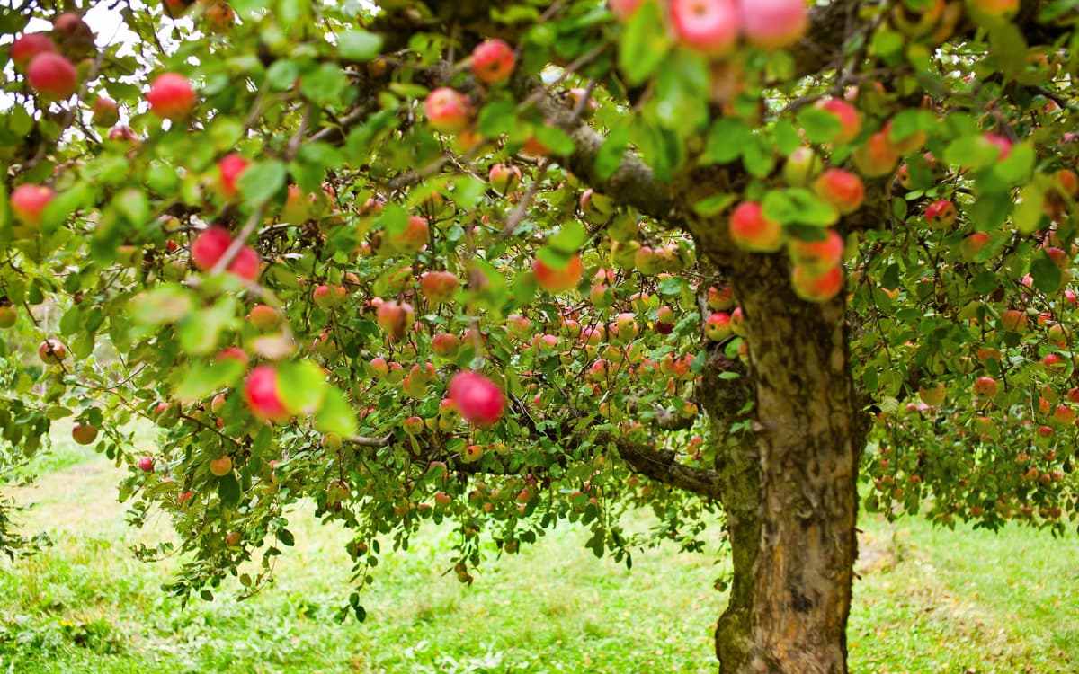 Fruit tree ready for harvest