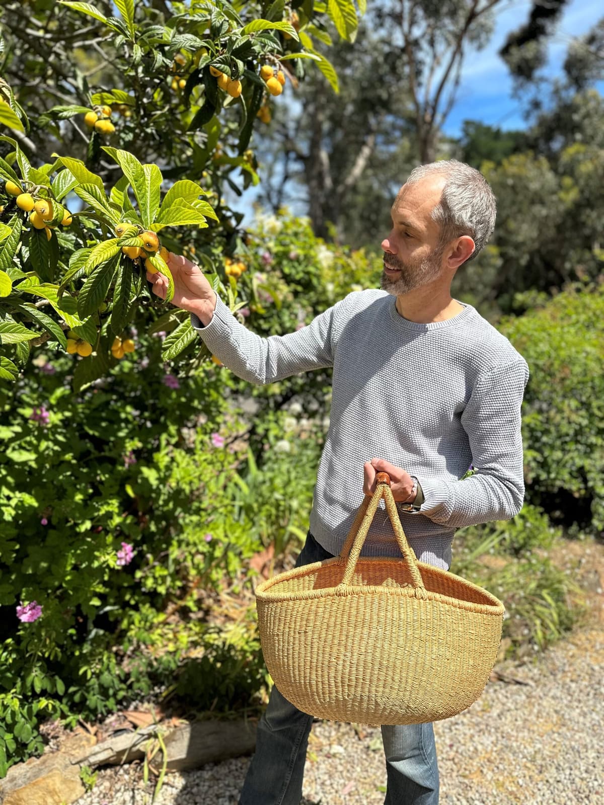 Volunteers harvesting fruit